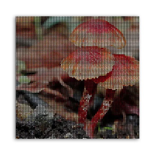 Two mushrooms with red caps and brown stems growing in a natural setting.